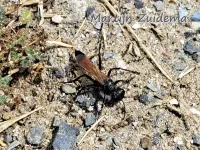 Duinaardrupsendoder [Podalonia luffii]